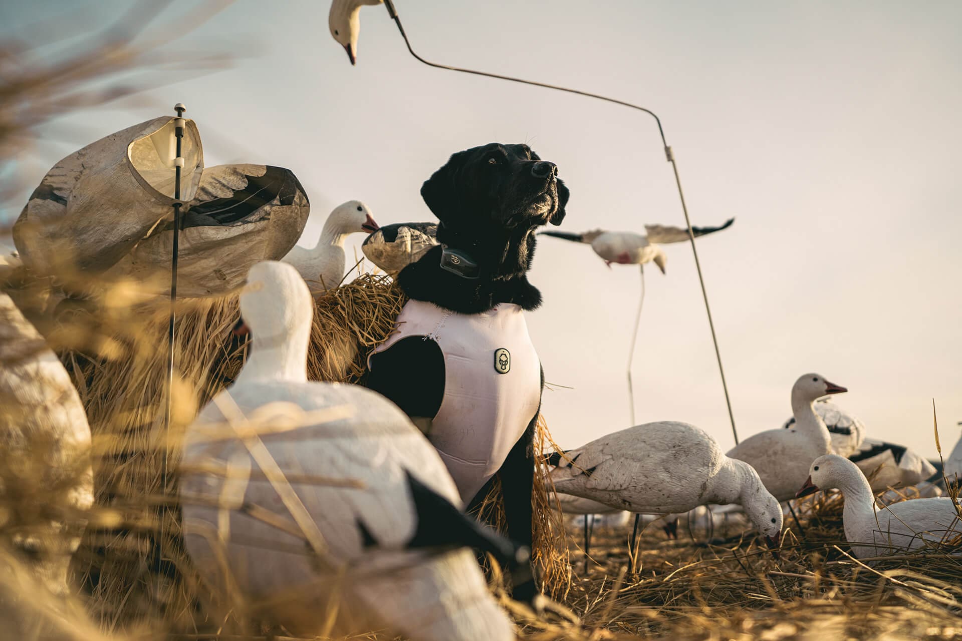Dog Watching Birds