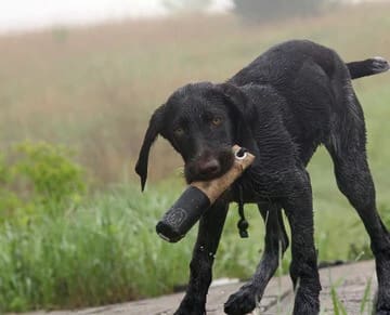 Offseason Training for your Duck Dog