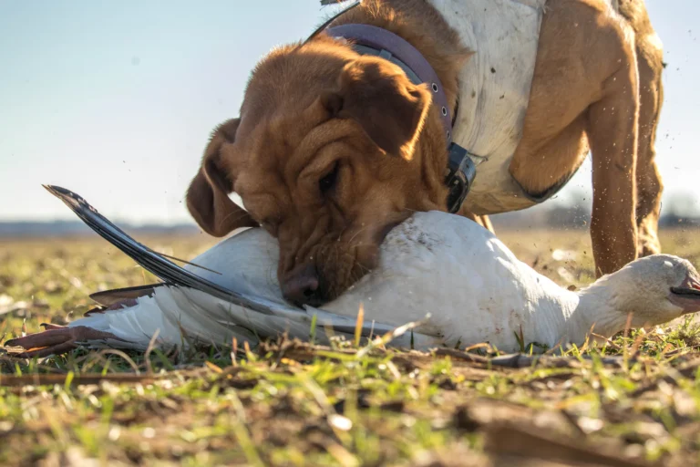 Are you ready for a gun dog