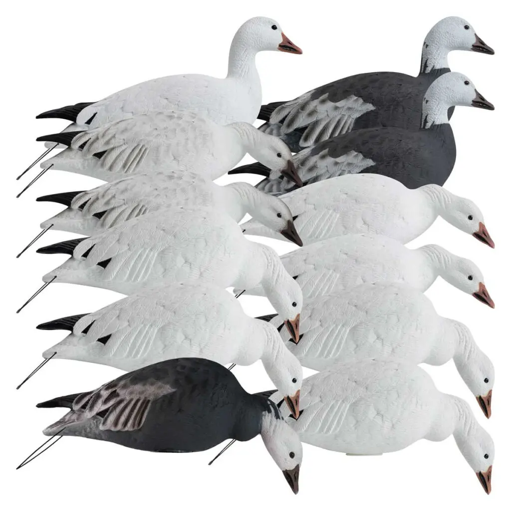 Rugged Series Full Body Snow and Blue Goose Touchdown Decoys 12-Pack - right facing