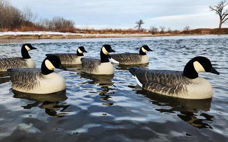 Rugged Series Lesser Canada Floaters Flocked Head field photo on the water