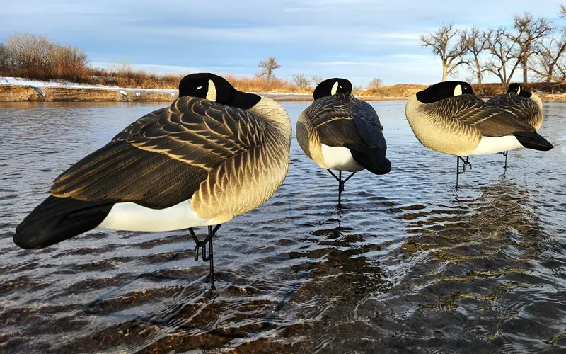 Rugged Series Flocked Head Full Body Canada Sleeper 4 Pack field image in the water