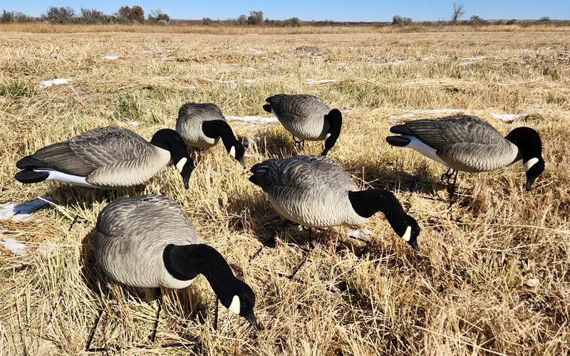 Rugged Series Full Body Canada Goose Feeder Decoys Flocked Head