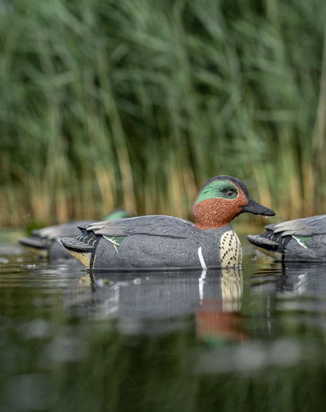 green winged teal decoy on the water close up