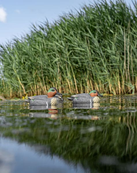 green winged teal decoys floating down the water