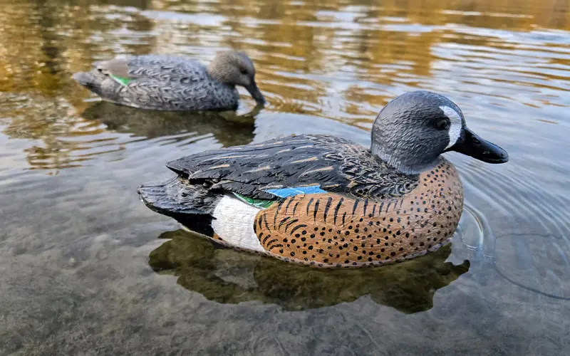 Rugged Series Blue Winged Teal