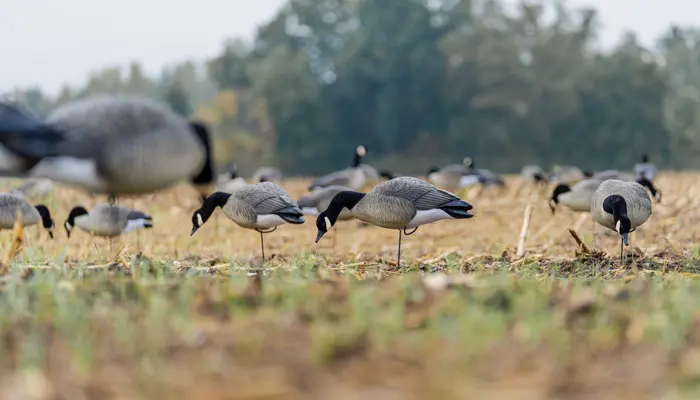 Rugged Series Full Body Canada Goose Feeder Decoys Flocked Head
