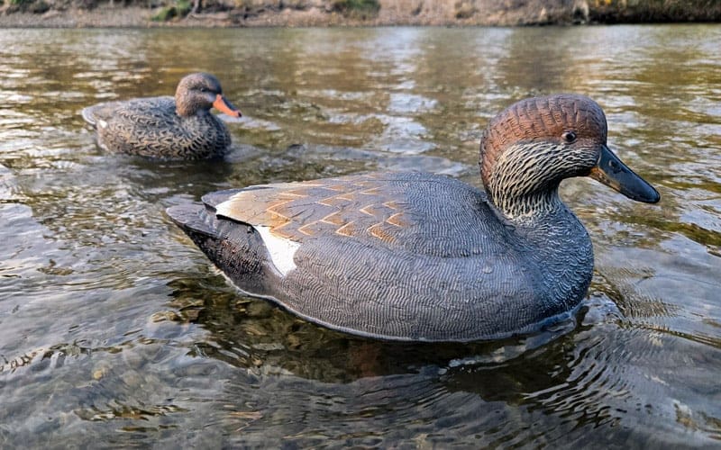 Rugged Series Gadwall
