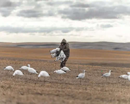Rugged Series Full Body Snow Goose Touchdown Decoys 12 Pack