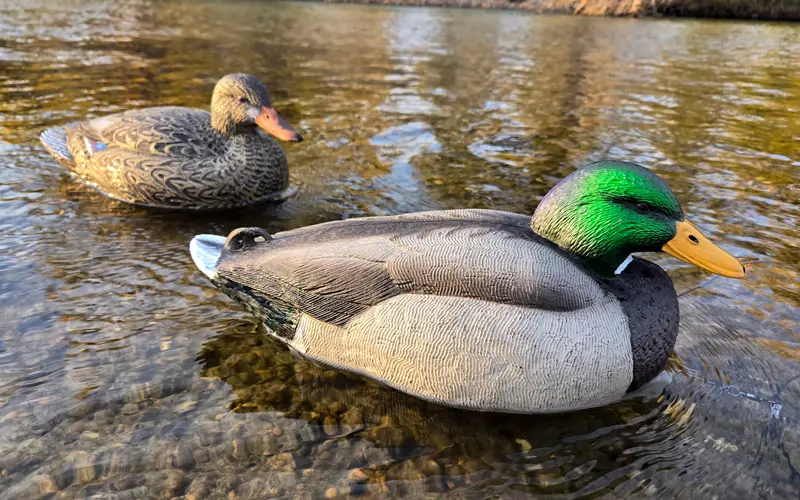 Rugged Series Standard Mallard