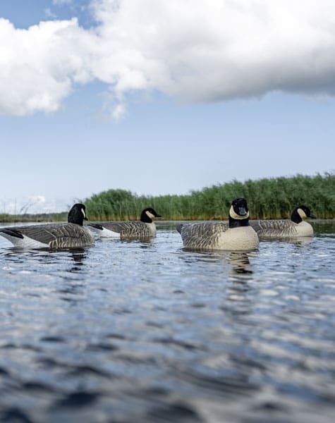 group of lesser canada goose decoys on the water