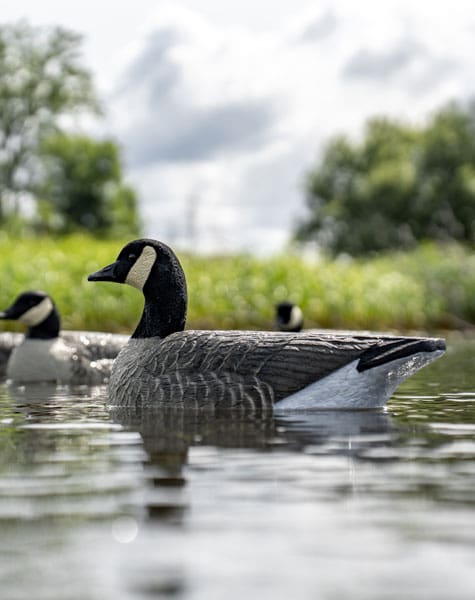 lesser canada goose decoy on the water close up