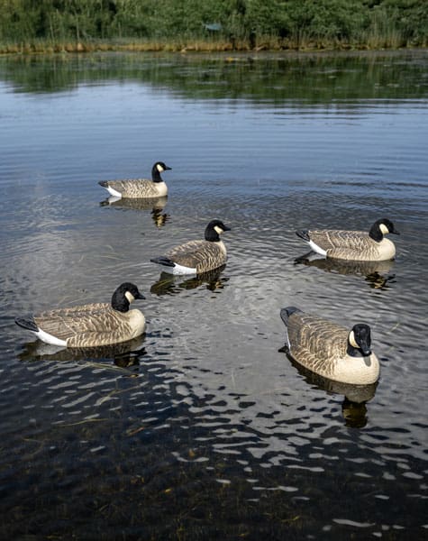 group of lesser canada goose decoys on the water