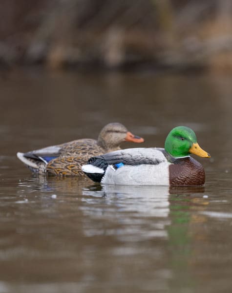 magnum mallard drake and hen on the water