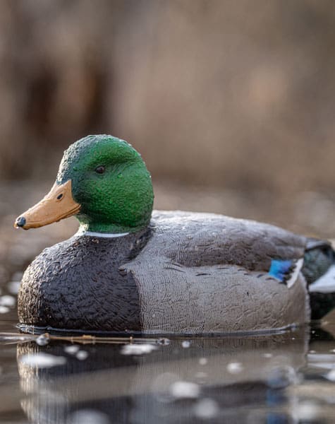 magnum mallard decoy close up on the water