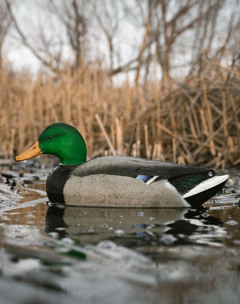 mallard decoy with flocked head on the water close up