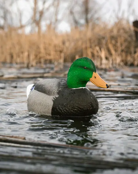 mallard flocked head decoy on the water forward facing