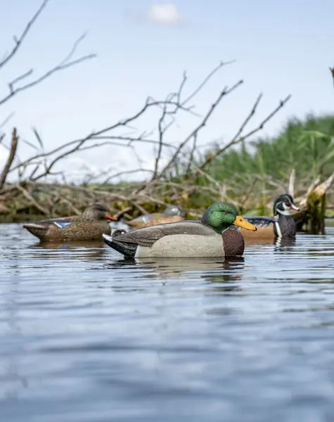 marsh pack on the water