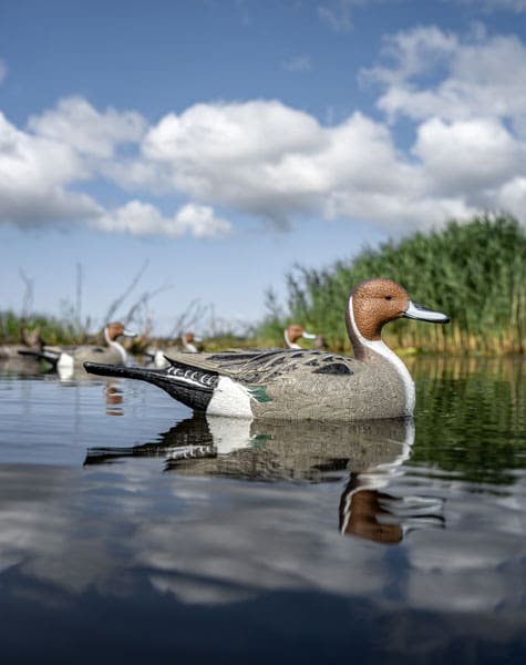 pintail decoy on the water