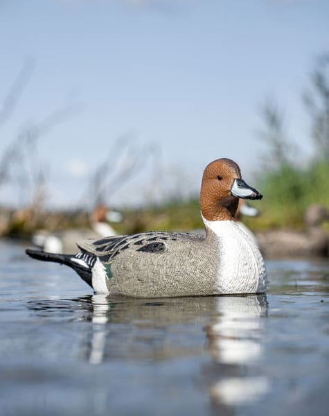 pintail decoy on the water close up