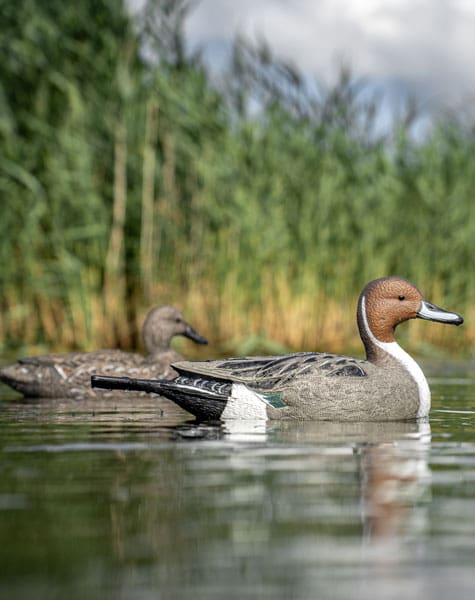 male and female pintail decoys on the water