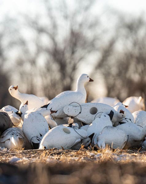 pile of snow and blue goose decoys