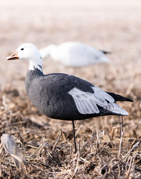 snow blue goose decoy in the field close up