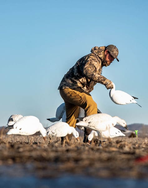 snow goose decoys being set up in the field