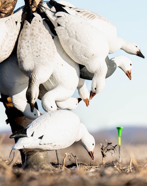 snow goose decoys being carried into the field