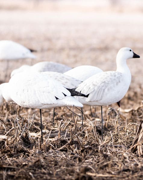 snow goose decoy close up