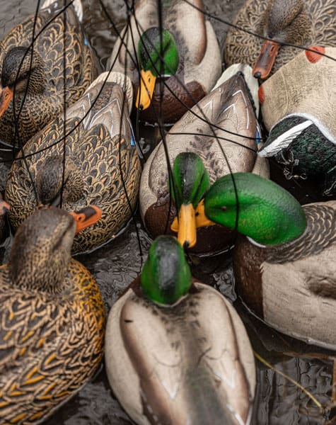 standard mallard decoys in a group