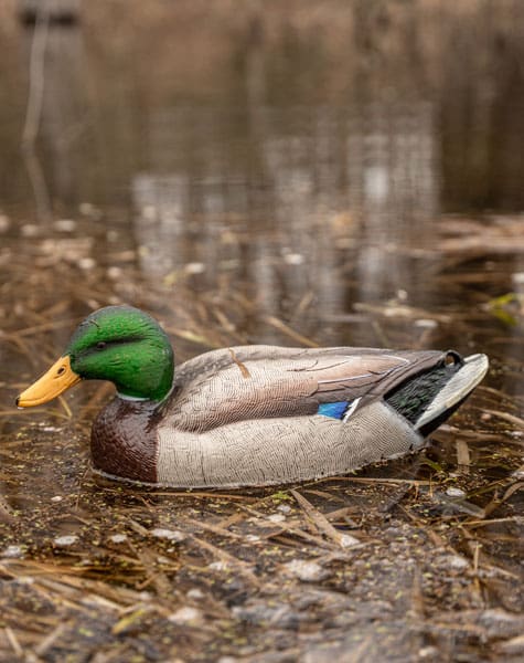standard mallard decoy on the water close up