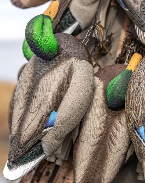 close up of standard mallard decoy being carried into the field