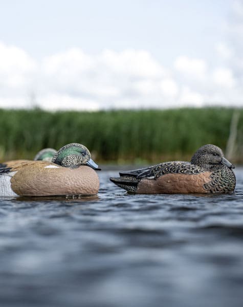 wigeon duck decoys male and female on the water