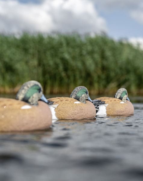 line of wigeon duck decoys on the water close up
