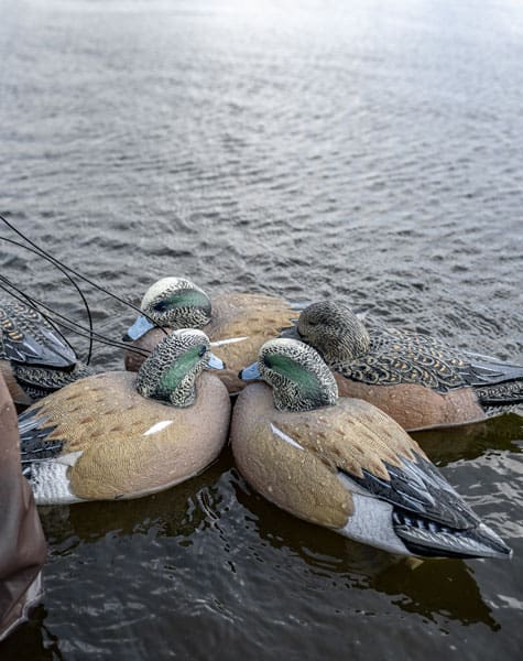 wigeon duck decoys ready to be set up