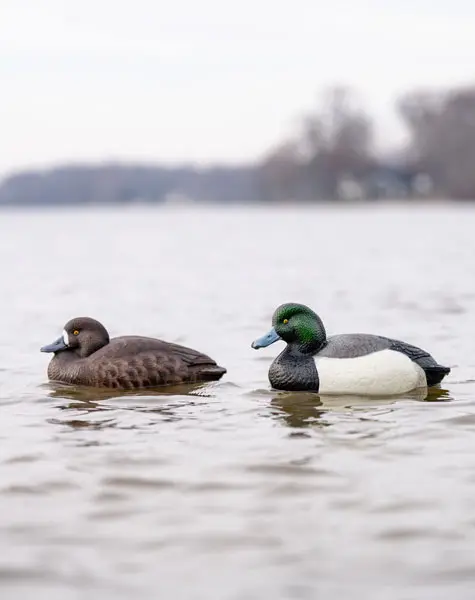 bluebill decoys on the water