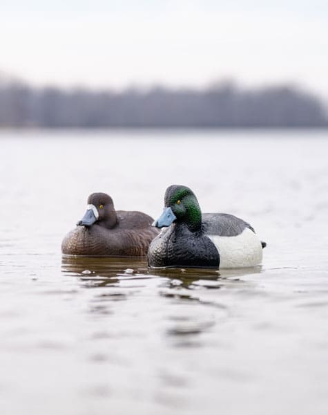 bluebill decoys on the water male and female ducks