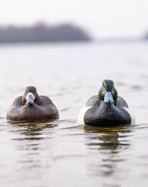bluebill duck on the water face on