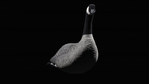 Rugged Series Full Body Canada Goose Touchdown Decoys Flocked Head