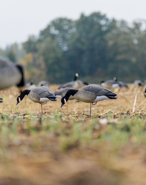 full body canada goose touchdown pack set up in a field