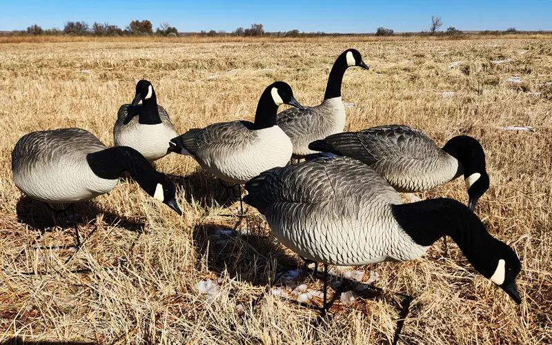 Rugged Series Full Body Canada Goose Touchdown Decoys Flocked Head