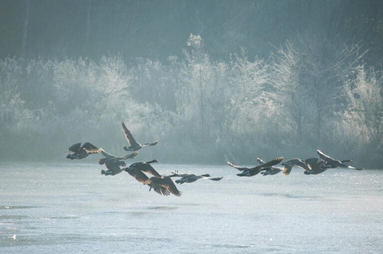 flock of geese flying over water