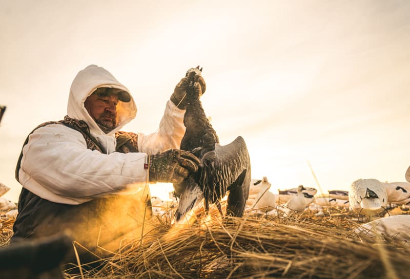 Snow Goose Swan Song