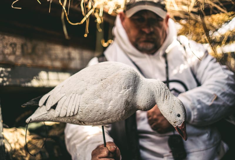 Snow Goose Swan Song