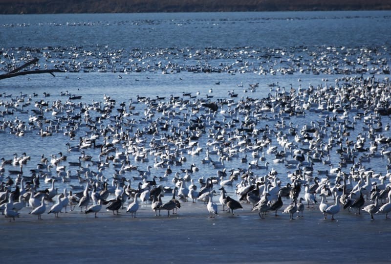 Snow Goose Jerky