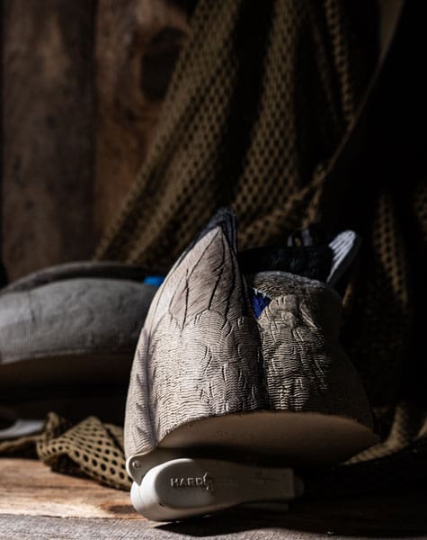 duck butt in the studio with mallard decoy in background