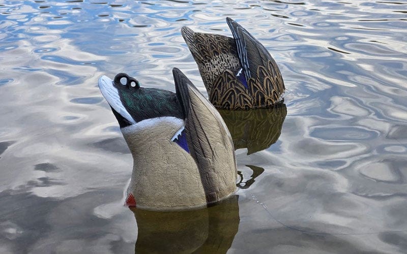 Field Series Mallard Feeder Butt Decoys