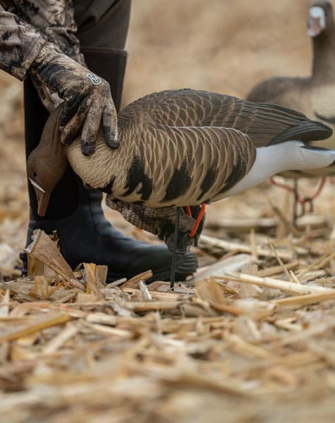 specklebelly decoy being set up in a field