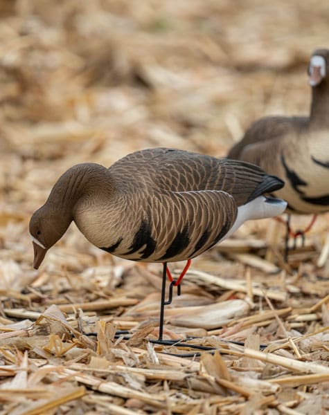full body specklebelly decoy close up